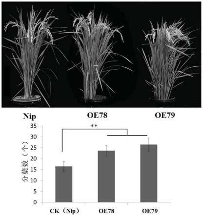 水稻OsUBC27基因或其编码的蛋白在提高水稻产量中的应用的制作方法