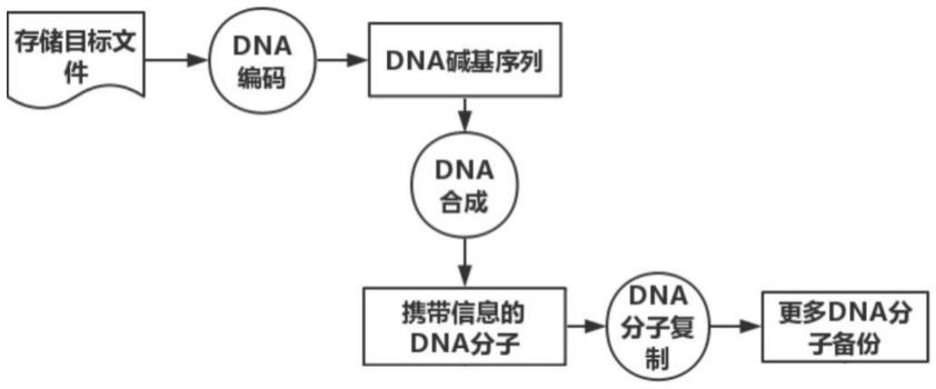 一种DNA信息存储方法及系统