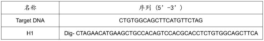 一种检测解脲脲原体核酸的DNA探针及其应用