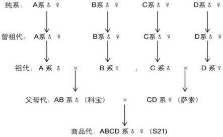 一种小白鸡的制种方法与流程