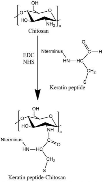 一种角蛋白肽修饰的壳聚糖衍生物及其制备方法、应用和药物组合物
