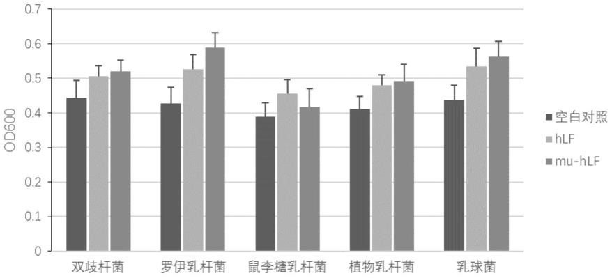 一种人乳铁蛋白突变体及其联合乳杆菌在制备食品或保健品中的应用的制作方法