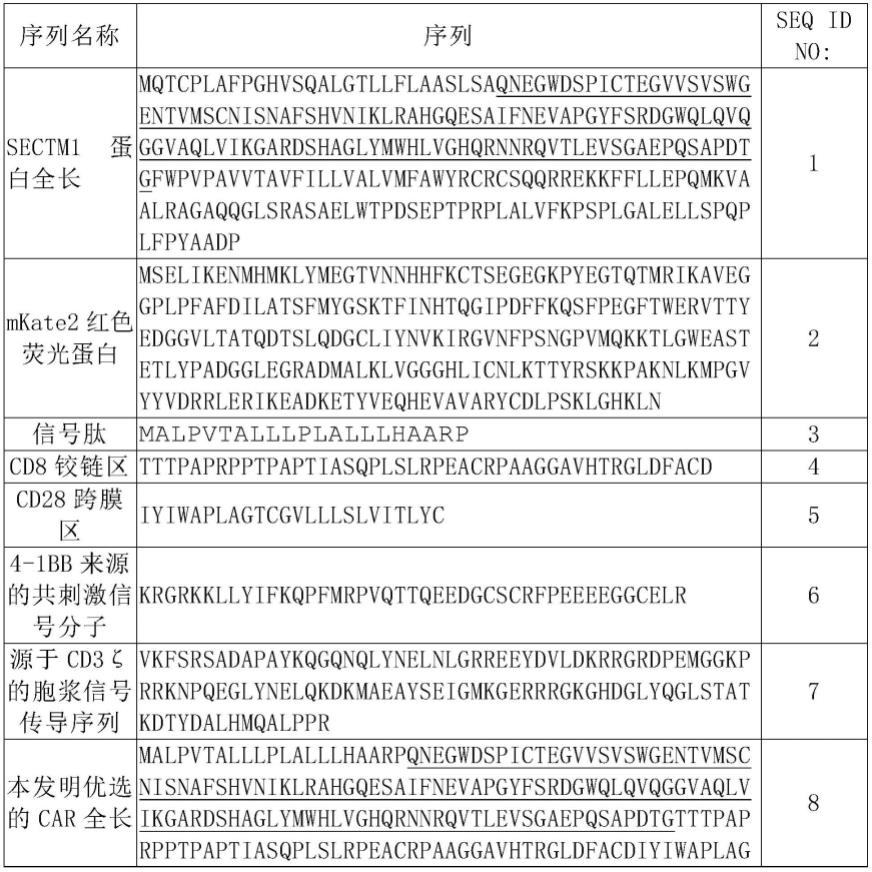 基于SECTM1构建的嵌合抗原受体免疫细胞制备及其应用