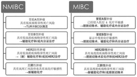 用于膀胱癌分子亚型分型的方法和试剂盒与流程