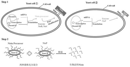 酵母工程菌展示表达乳酸链球菌素Nisin的方法及其应用