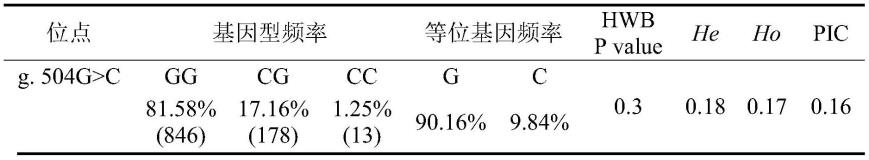 一种湖羊SLC27A6基因SNP的检测方法及其在肉质性状早期筛选中的应用与流程