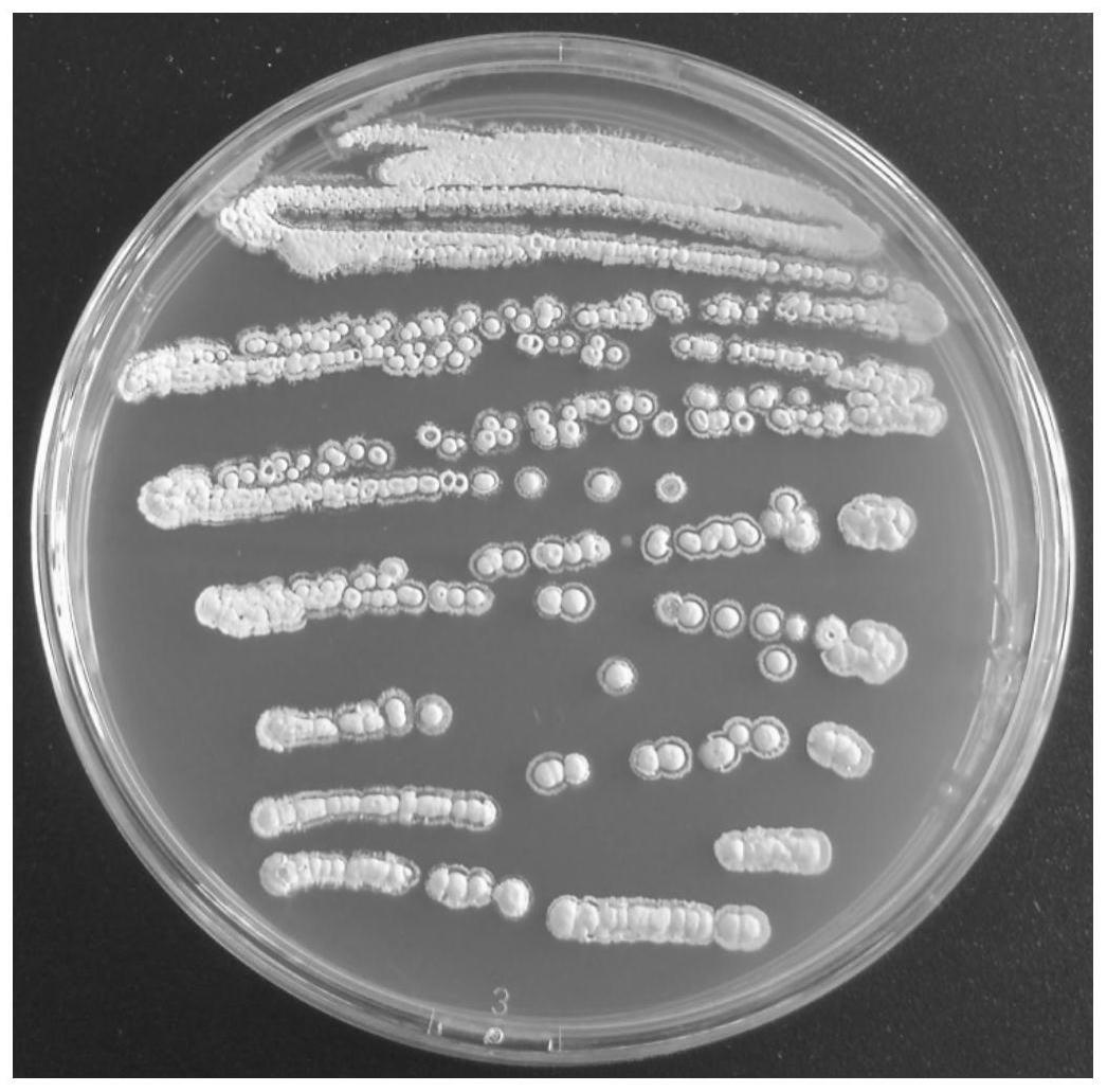 细黄链霉菌结构图图片
