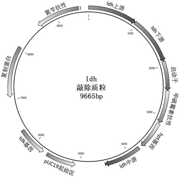 一种产高品质还原糖的工程菌株、构建方法及其应用与流程