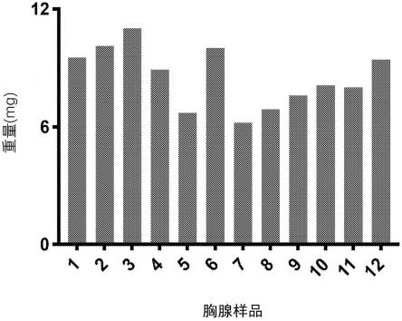 自体胸腺组织移植