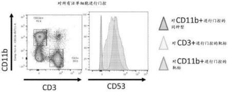 用于调节髓系细胞炎性表型的抗CD53组合物和方法及其用途与流程