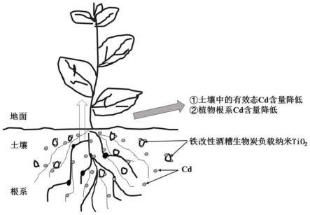 一种铁改性酒糟生物炭负载纳米TiO2材料的制备方法及应用