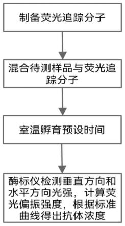 一种测定抗体浓度的荧光偏振免疫分析方法与流程