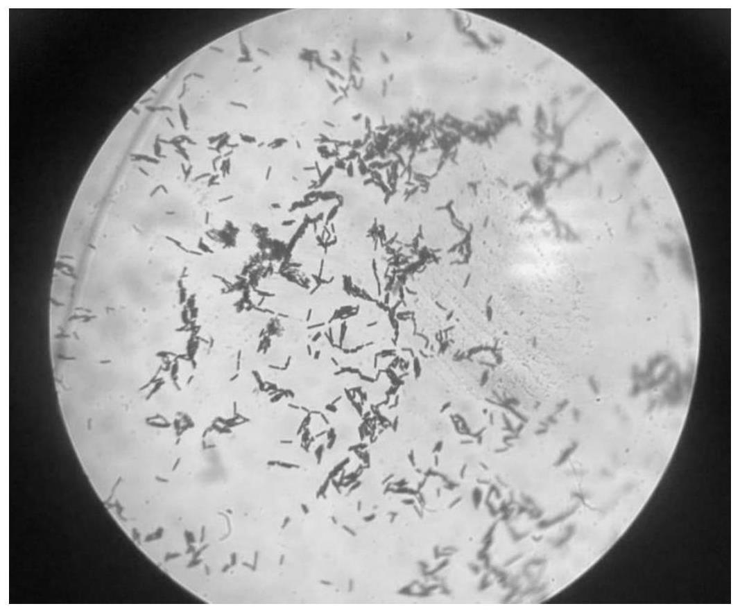 多粘芽孢杆菌CPL258及其筛选和应用
