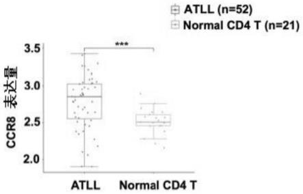 一种靶向CCR8的嵌合抗原受体T细胞及其制备方法和应用与流程
