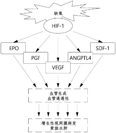 抑制血管新生因子的化合物及其用途的制作方法