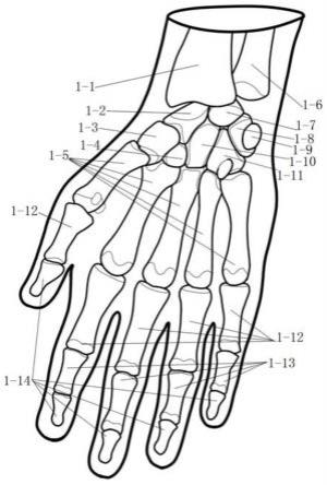 手部骨骼肌肉定位组合手套以及手部骨骼肌肉定位方法