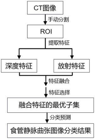 基于深度学习和放射组学的食管静脉曲张分类预测系统