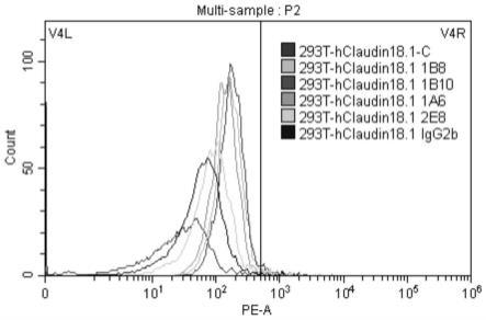 靶向人Claudin18.2蛋白的单克隆抗体及其应用的制作方法