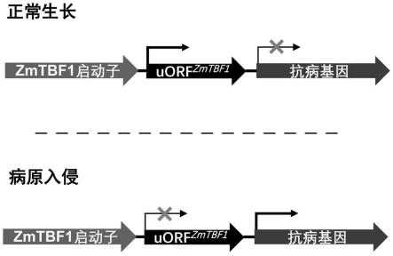 玉米双调控模块在调控植物生长和抗病平衡中的应用