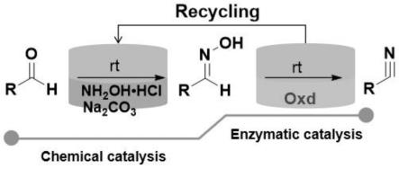 一种双相体系下化学酶法级联催化腈类化合物的一锅法合成工艺