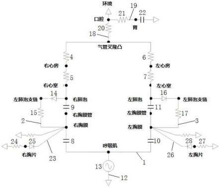 一种基于集总参数的人体呼吸系统模型