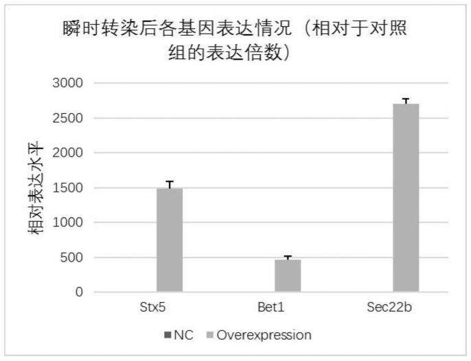 一种提高重组蛋白表达量的方法与流程