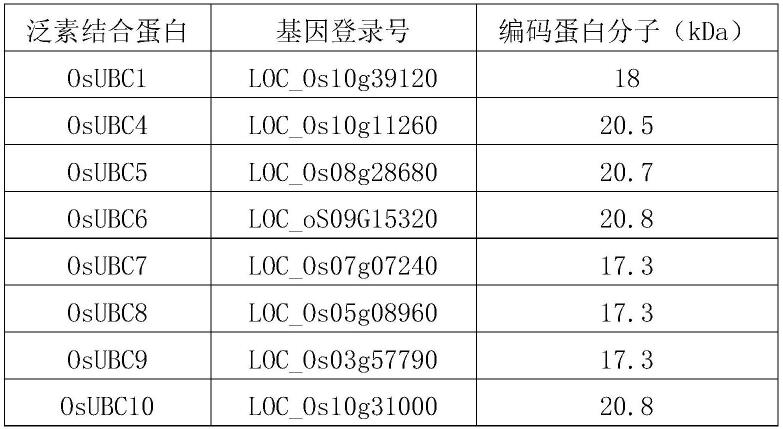 一种筛选鉴定与植物多亚基SCFE3连接酶协同工作E2的方法