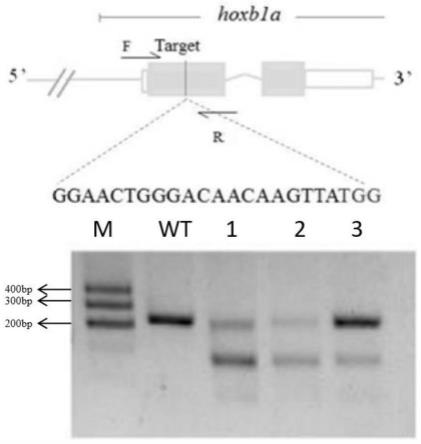 斑马鱼hoxb1a基因缺失突变体的制备方法和应用