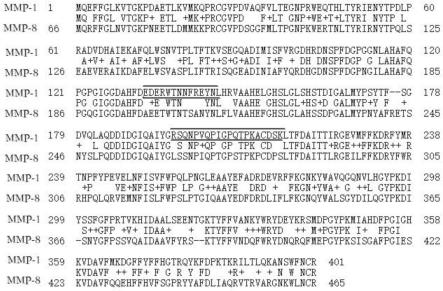 一种口腔癌标志物线性表位融合肽及其应用的制作方法