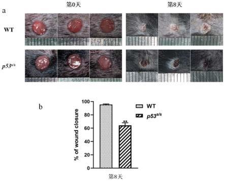 p53突变基因在筛选促进伤口修复药物中的应用
