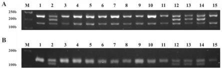辣椒细胞质雄性不育育性恢复基因InDel标记、特异性引物及其应用的制作方法