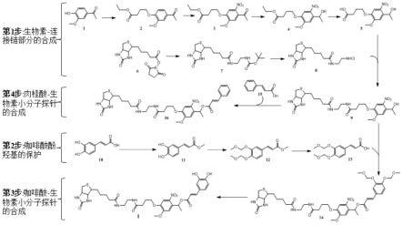 一种咖啡酸-生物素小分子探针的设计及制备方法和应用