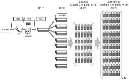 具有肌腱再生效果的皮肤来源成纤维细胞及其用途的制作方法