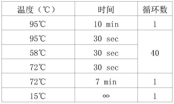 MdLOG基因启动子缺失片段及其在检测苹果属植物耐盐性中的应用