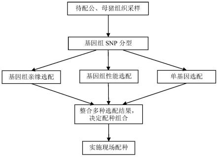 一种种猪的基因组育种方法与流程