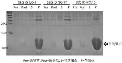 一种短肽元件及其应用方法与流程