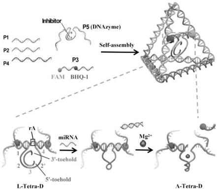一种基于DNAzyme变构调节的DNA四面体样纳米机器、miRNA检测方法及应用