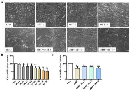 Integrin/ROCK信号通路靶向调控剂在制备修复细胞骨架损伤修复药物的应用