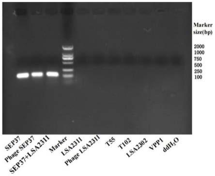 基于噬菌体生物扩增双重实时荧光定量PCR快速检测试剂盒及其方法和应用