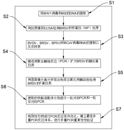 一种基于多重荧光定量PCR检测技术的牛呼吸道病毒检测方法