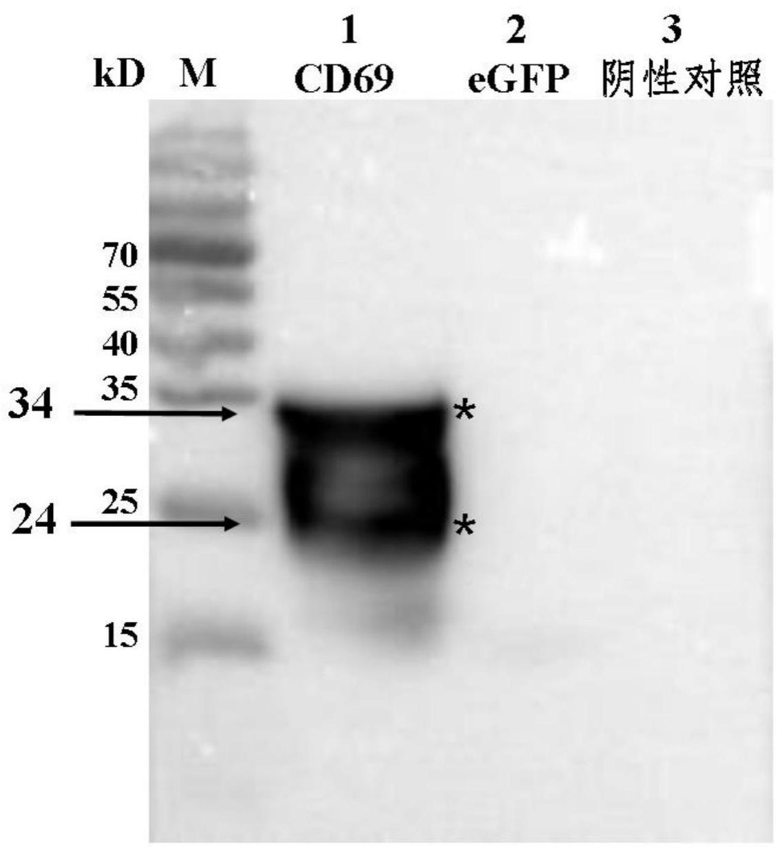 一种抗猪CD69蛋白单克隆抗体及其制备方法与应用