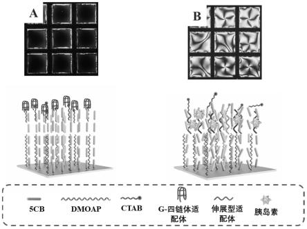 液晶生物传感器组件以及其在胰岛素检测中的运用