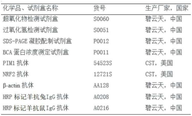 一种PIM1siRNA在制备治疗砷致细胞恶性转化的疾病药物中的应用