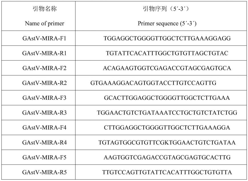 一种基于MIRA荧光法快速检测GAstV的检测方法