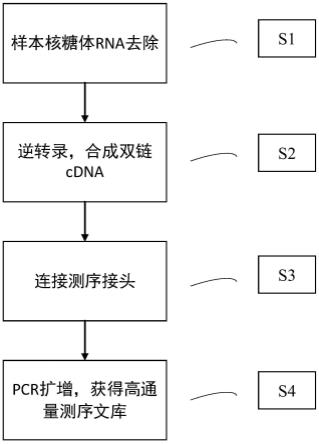 lncRNA的高通量测序文库的构建方法及应用与流程