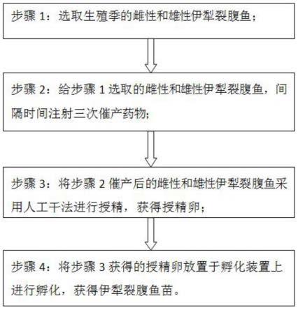 一种伊犁裂腹鱼人工繁殖方法