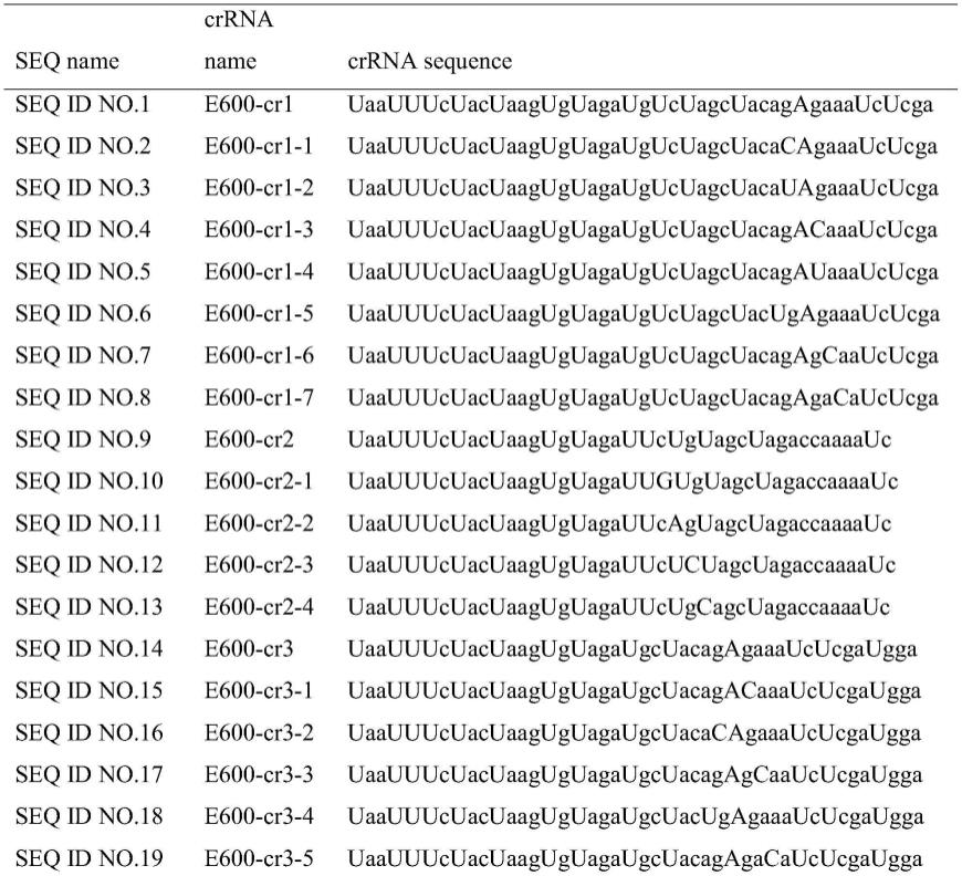 利用Crispr技术检测BRAF基因突变的试剂盒及应用的制作方法