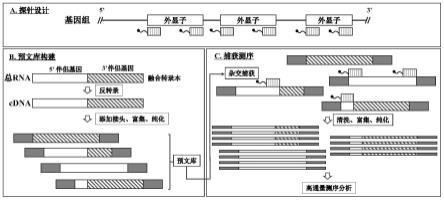 用于检测伴侣基因的方法与流程