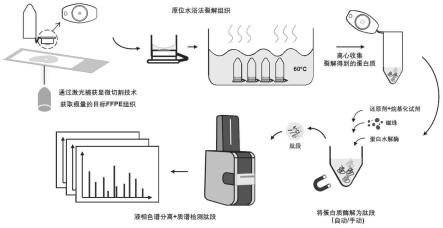 基于激光捕获显微切割技术的空间分辨蛋白质组学方法