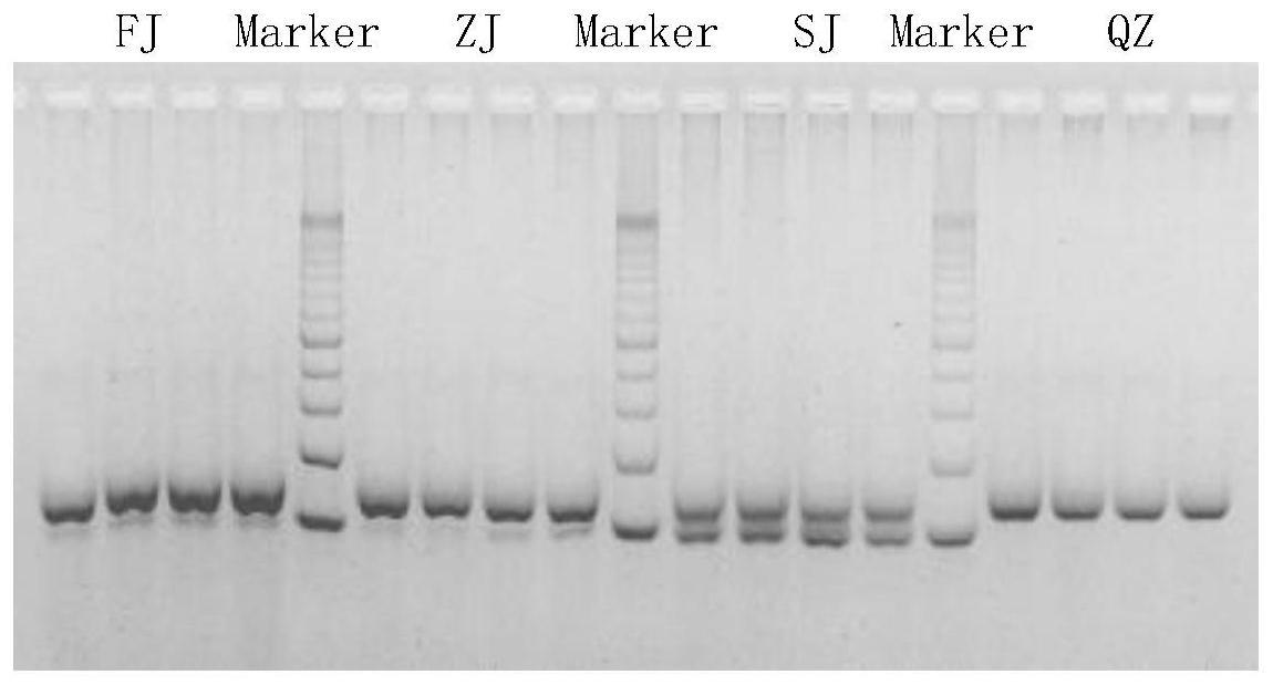 基于低深度全基因组测序开发物种特异性分子标记的方法与流程